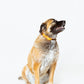 Standard BioThane Collar